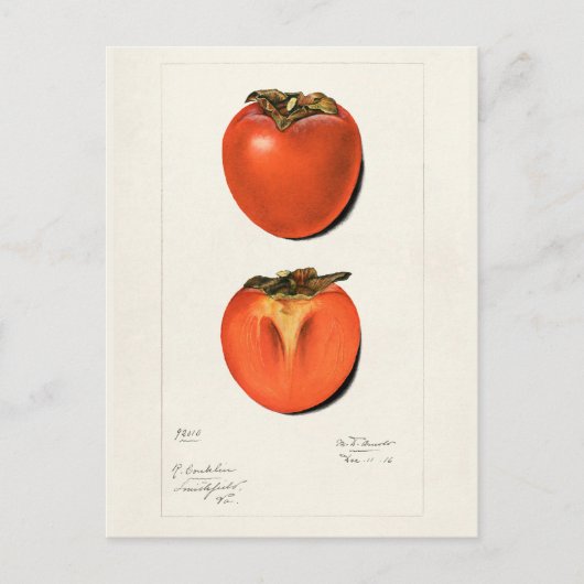 Carte Postale Peinture vintage Persimmons Fruit Aquarelle (Devant)