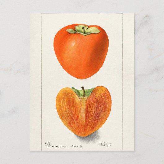 Carte Postale Peinture vintage Persimmons Fruit Aquarelle (Devant)