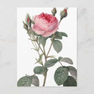 Carte Postale Peinture vintage rose pâle