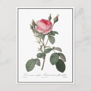 Carte Postale Peinture vintage rose pâle