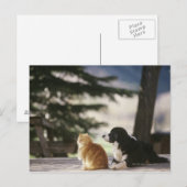 Carte Postale Pékin à la neige | Colorado occidental (Devant / Derrière)