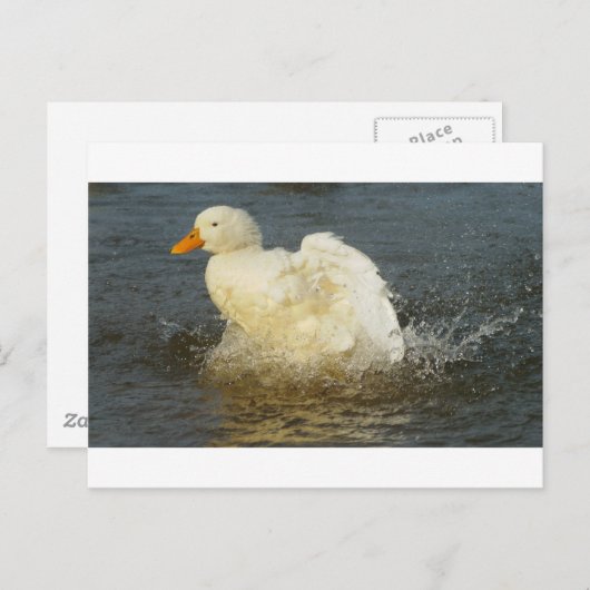 Carte Postale Pekin Duck IV (Devant / Derrière)
