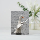 Carte Postale Pekin Duck Photo (Debout devant)