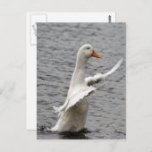 Carte Postale Pekin Duck Photo (Devant / Derrière)