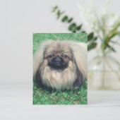 Carte Postale Pekingese (Debout devant)