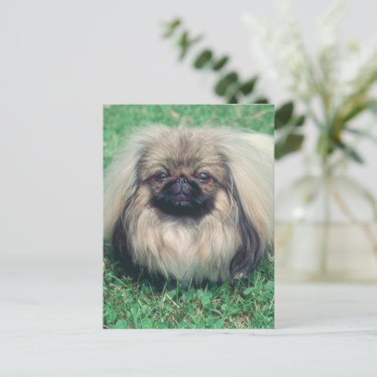 Carte Postale Pekingese (Debout devant)