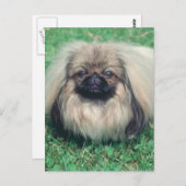 Carte Postale Pekingese (Devant / Derrière)