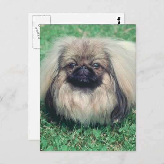 Carte Postale Pekingese (Devant / Derrière)