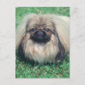 Carte Postale Pekingese (Devant)