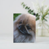 Carte Postale Pekingese (Debout devant)