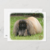 Carte Postale Pekingese 9Y218D-016 (Devant / Derrière)
