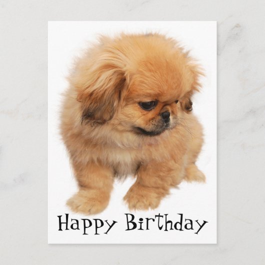 Carte Postale Pekingese Joyeux Anniversaire Chien chiot noir (Devant)