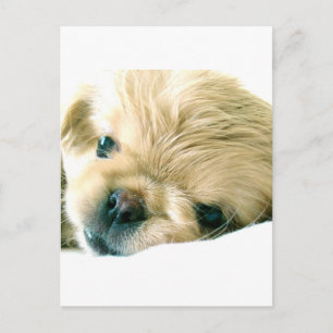 Carte postale Pekingese Puppies