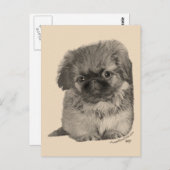 Carte Postale Pekingese Puppy (Devant / Derrière)