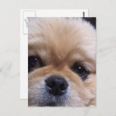 Carte postale Pekingese Puppy (Devant / Derrière)