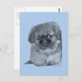 Carte Postale Pekingese Puppy Blue (Devant / Derrière)