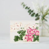 Carte Postale Pelargonium par Tanigami Konan (Debout devant)