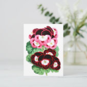 Carte Postale Pelargoniums (Debout devant)