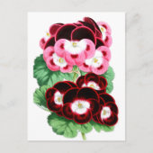 Carte Postale Pelargoniums (Devant)