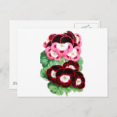 Carte Postale Pelargoniums (Devant / Derrière)
