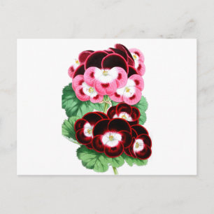 Carte Postale Pelargoniums