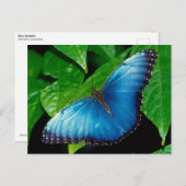 Carte Postale Peleides Blue Morpho (Morpho peleides) (Devant / Derrière)