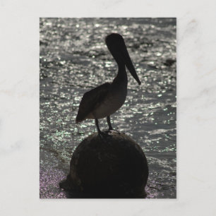 Carte Postale Pélican