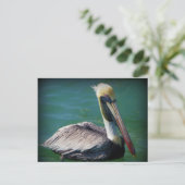Carte postale Pelican (Debout devant)
