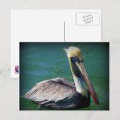 Carte postale Pelican (Devant / Derrière)