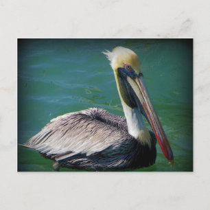Carte postale Pelican