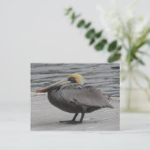 Carte Postale Pélican (Debout devant)