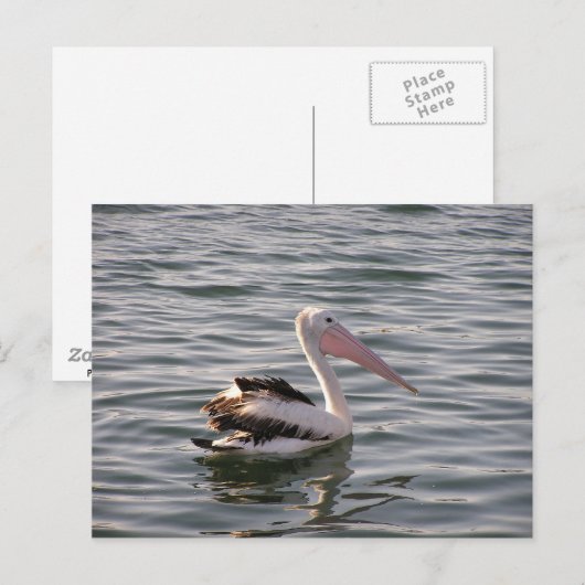Carte Postale pélican (Devant / Derrière)