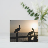 Carte postale Pelican (Debout devant)