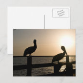 Carte postale Pelican (Devant / Derrière)