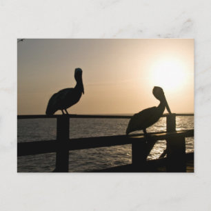 Carte postale Pelican