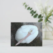 Carte Postale Pélican (Debout devant)