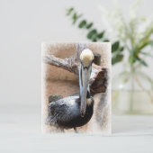 Carte Postale Pélican (Debout devant)