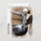 Carte Postale Pélican (Devant / Derrière)