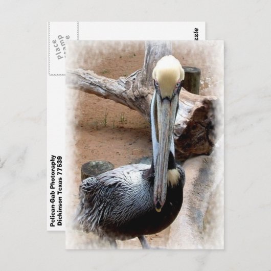 Carte Postale Pélican (Devant / Derrière)