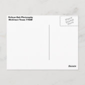 Carte Postale Pélican (Dos)