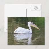 Carte Postale Pélican (Devant / Derrière)