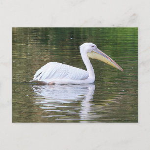 Carte Postale Pélican