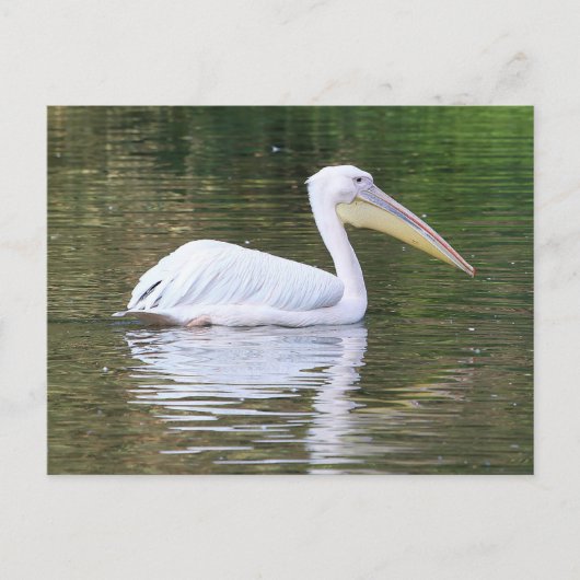 Carte Postale Pélican (Devant)