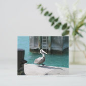 Carte Postale Pélican (Debout devant)