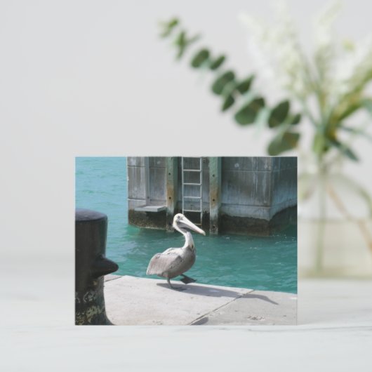 Carte Postale Pélican (Debout devant)