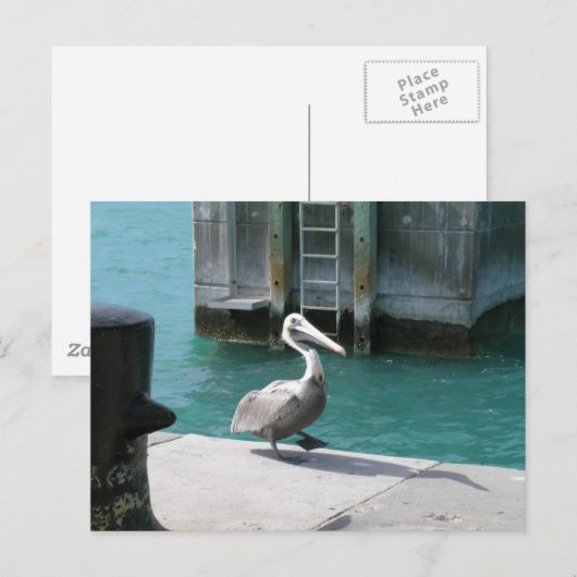 Carte Postale Pélican (Devant / Derrière)