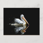 Carte Postale Pélican (Devant)