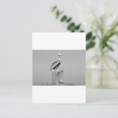 Carte Postale pélican (Debout devant)