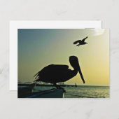 CARTE POSTALE PELICAN (Devant / Derrière)