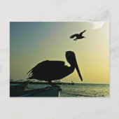 CARTE POSTALE PELICAN (Devant)